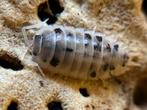 Porcellio Laevis „Melkkoe”, Overige soorten