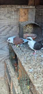Kooi duiven te koop 1 koppel, Dieren en Toebehoren, Vogels | Duiven