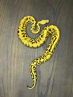 ball python 1.0 pastel yb crypton 50% het pied, Dieren en Toebehoren, Reptielen en Amfibieën, Slang, Tam, 0 tot 2 jaar