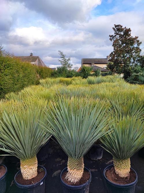 Yucca rostrata winterhard, Tuin en Terras, Planten | Tuinplanten, Vaste plant, Overige soorten, Volle zon, Zomer, Ophalen