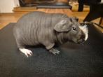 Skinny pig femelle cobaye nu, Dieren en Toebehoren, Knaagdieren, Cavia, Februari, Vrouwelijk, Tam