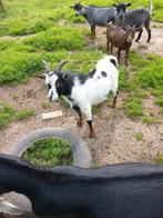 Dekbokje te huur, Dieren en Toebehoren, Schapen, Geiten en Varkens