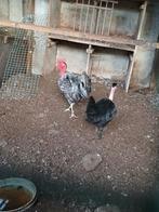 Koppel naakthals  kriel  kippen  20, Dieren en Toebehoren