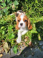 Cavalier king charles spaniel reutje, België, Reu, CDV (hondenziekte), 8 tot 15 weken