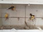 Laatste 6 kanaries , moeten weg, Animaux & Accessoires
