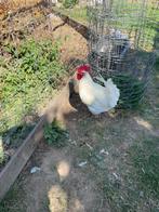 rasechte jonge hanen Poule de Bresse te koop, Dieren en Toebehoren, Pluimvee, Mannelijk, Kip