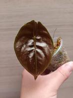 Alocasia cuprea, Ophalen of Verzenden