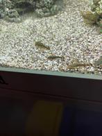 baby algeneters, Dieren en Toebehoren, Vissen | Aquariumvissen, Vis, Zoetwatervis
