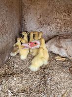 Barberie kuikens te koop, Dieren en Toebehoren, Pluimvee, Meerdere dieren, Eend