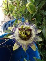 Passiflorabloem, Ophalen