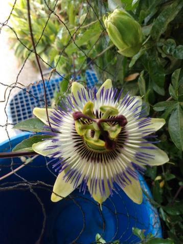 Passiflorabloem beschikbaar voor biedingen