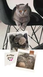 Chaton britannique à poil court, Animaux & Accessoires, Chatte ou Chat, Vermifugé, 0 à 2 ans