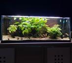 Aquarium 120L complet – FLUVAL 307 – prêt à l’emploi, Dieren en Toebehoren, Ophalen, Gebruikt, Gevuld zoetwateraquarium