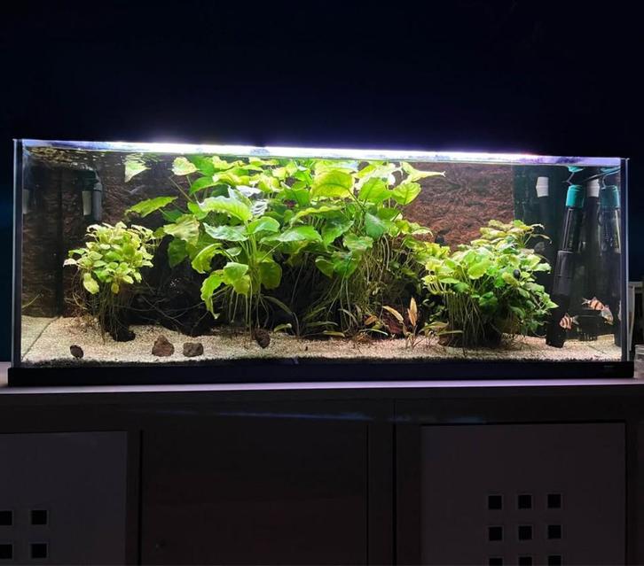Aquarium 120L complet – FLUVAL 307 – prêt à l’emploi, Dieren en Toebehoren, Vissen | Aquaria en Toebehoren, Gebruikt, Gevuld zoetwateraquarium