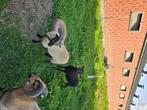 Quessant schapen, Dieren en Toebehoren, Schapen, Geiten en Varkens, Meerdere dieren, Schaap, 0 tot 2 jaar