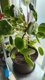 Pannenkoekplant, Huis en Inrichting, Ophalen