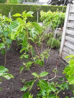 vijgeboom in volle grond, Ophalen, Lente, 100 tot 250 cm, Vijgenboom