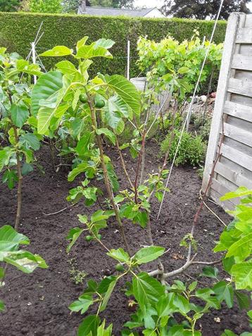 vijgeboom in volle grond  beschikbaar voor biedingen