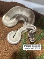 Pythons regius morph, Slang, Tam, 3 tot 6 jaar