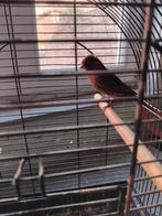 Zwart rood kanarie man, Dieren en Toebehoren, Mannelijk, Zangkanarie