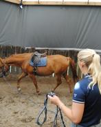 Hulp gezocht, Dieren en Toebehoren, Paarden