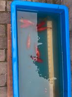5 goudvissen, Dieren en Toebehoren, Goudvis(sen)
