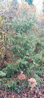 Kerstbomen met wortel 3 stuks, Ophalen