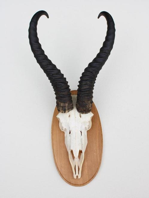 Schedel SPRINGBOK op houten schild - ref. N (gewei), Verzamelen, Dierenverzamelingen, Gebruikt, Schedel, Wild dier, Ophalen of Verzenden