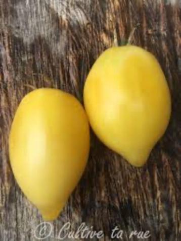 Tomatenplant Teton de Venus jaune beschikbaar voor biedingen