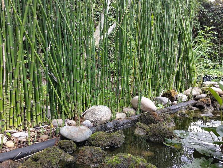 Vijverplant Japanse holpijp (Equisetum Japonicum), Tuin en Terras, Vijvers, Ophalen