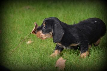 Ruwharige Teckel pups, Dieren en Toebehoren, Honden | Teckels en Dashonden, België, Reu, CDV (hondenziekte), 8 tot 15 weken