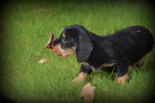 Ruwharige Teckel pups, Dieren en Toebehoren, Honden | Teckels en Dashonden, Reu, Ruwhaar, Dwerg, Fokker | Professioneel, Meerdere
