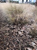 GRATIS siergrassen, Tuin en Terras, Planten | Tuinplanten, Ophalen, Siergrassen