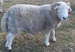 Herdwickram, Dieren en Toebehoren, Schapen, Geiten en Varkens, Mannelijk, Schaap