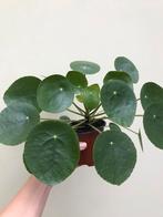 Pilea peperomioides, Ophalen