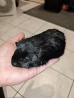 Mooie handtamme caviaatjes, Cavia, Augustus, Mannelijk, Tam