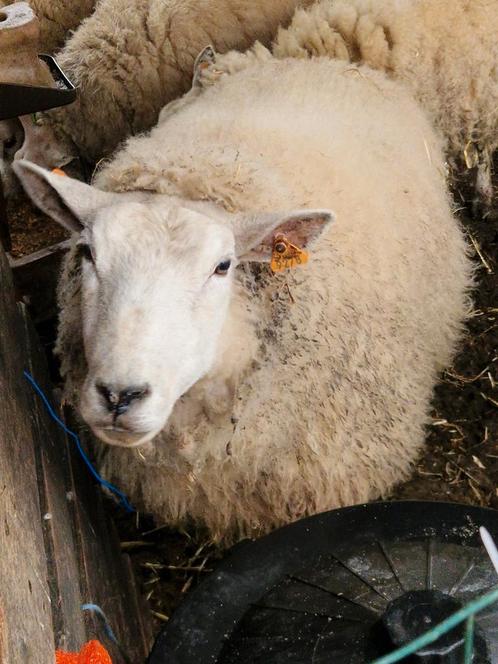Cadre Swifter 4ans, Dieren en Toebehoren, Overige Dieren-accessoires, Ophalen