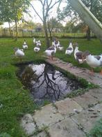 Broedeieren van raszuivere Vlaamse ganzen, Dieren en Toebehoren, Pluimvee, Gans of Zwaan