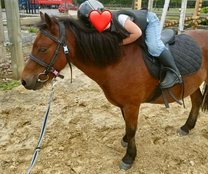Ruiter/ halve stal gezocht, Dieren en Toebehoren, Pony's, Merrie