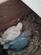 Agapornis Roseicollis- dwergpapegaaien, Dieren en Toebehoren, Geslacht onbekend, Dwergpapegaai of Agapornis