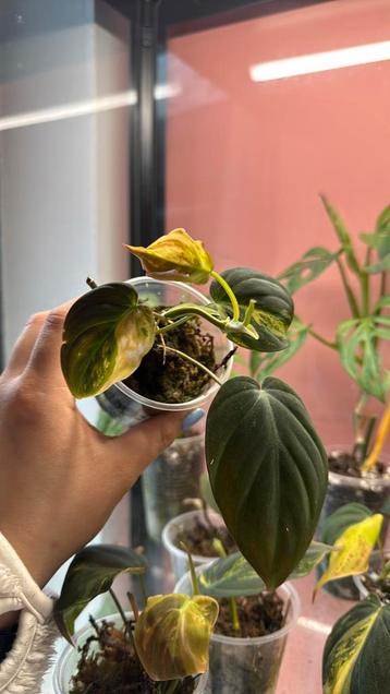 Philodendrons mican variegata 1 beschikbaar voor biedingen