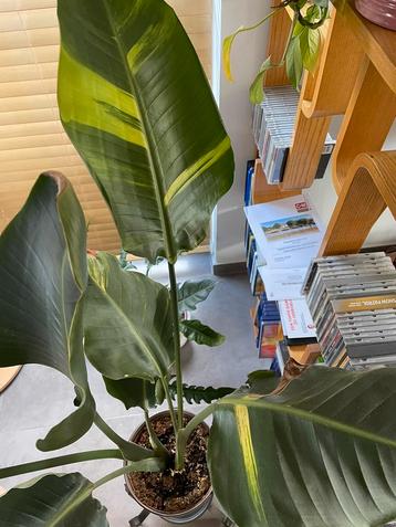 Strelitzia Nicolai Variegata beschikbaar voor biedingen