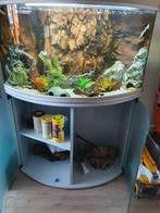 Panoramisch aquarium met knappe achterwand en toebehoren, Dieren en Toebehoren, Ophalen, Zo goed als nieuw