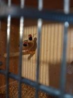 KWEEKRIJP KOPPELTJE ZWARTSTAART GOULDMANDIENEKES van 2024, Dieren en Toebehoren, Vogels | Overige Vogels, Meerdere dieren, Tropenvogel