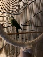 baraband parkiet, Parkiet