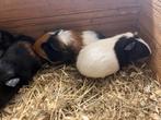 Jonge cavia beertjes, gratis, Novembre, Mâle, Cobaye