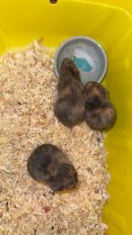 Hamster, September, Meerdere dieren, Hamster