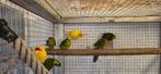 Perruches kakariki, Dieren en Toebehoren, Vogels | Parkieten en Papegaaien