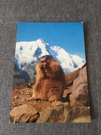 oude postkaart Marmot Grossclockner, Verzamelen, Postkaarten | Buitenland, Ophalen of Verzenden, 1980 tot heden, Ongelopen, Oostenrijk