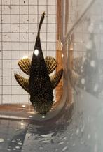 Ancistrus / pleco / L144 / 1 man + 3 vrouw, Dieren en Toebehoren, Vis, Zoetwatervis